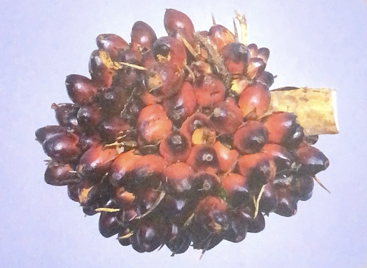 Tandan Kecil
