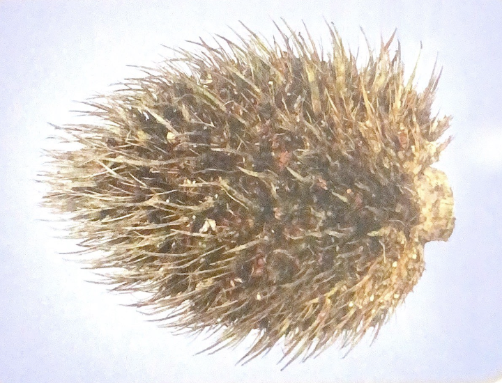 Tandan Kosong