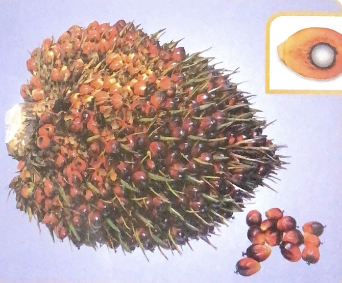 Tandan Masak