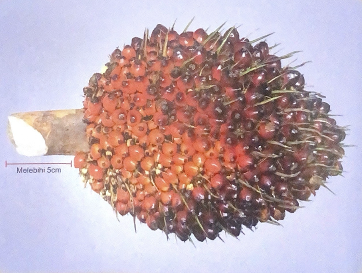 Tandan Tangkai Panjang
