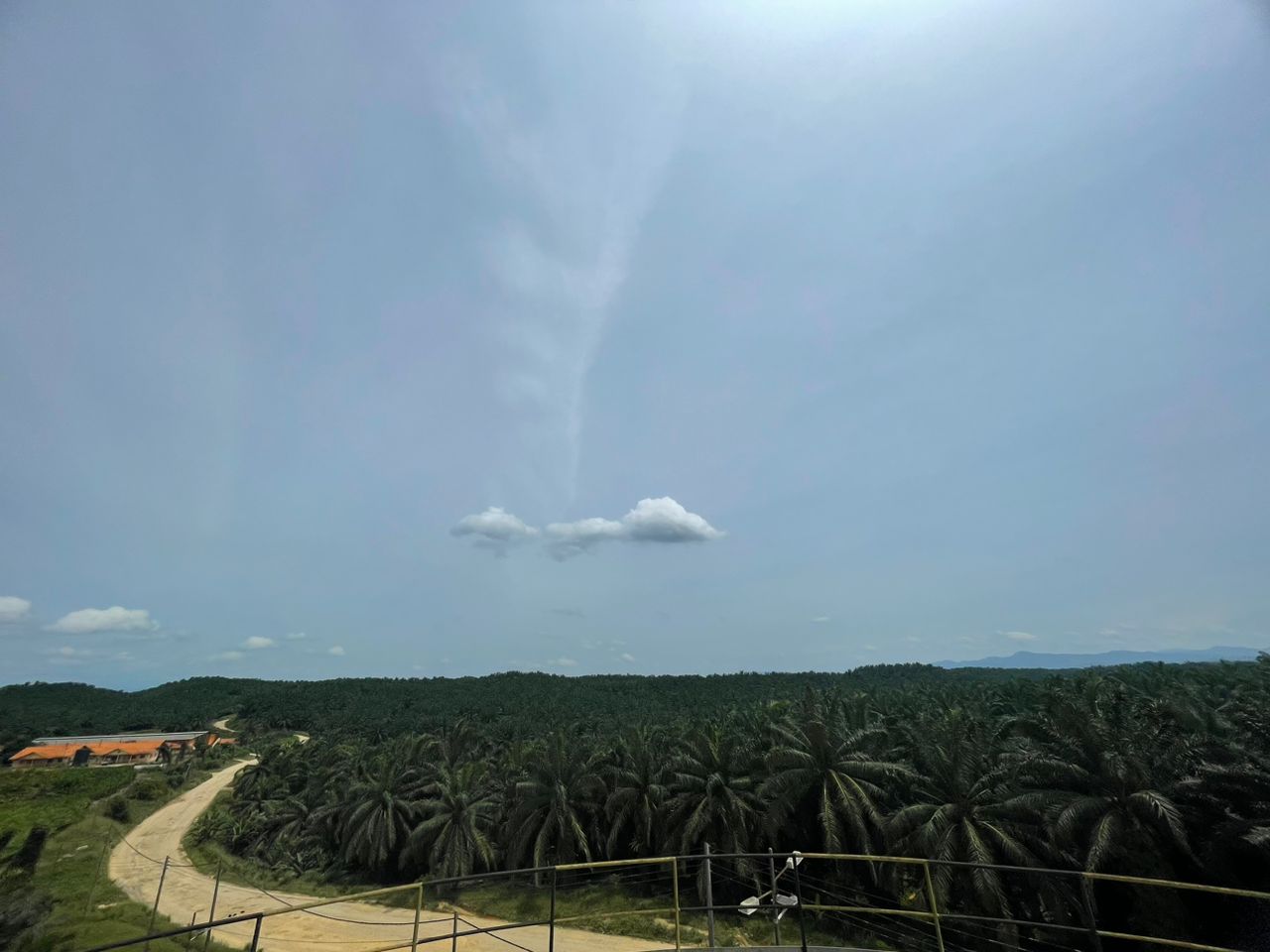 Oil palms across the KPOM estate in Sabah