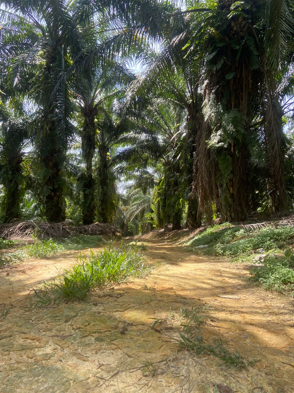 The green landscape of the KPOM plantation